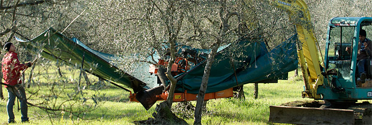 raccolta delle olive macchinari 3